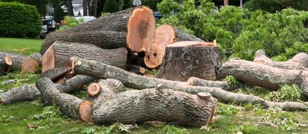 Cost of Large Tree Removal in Fredericksburg