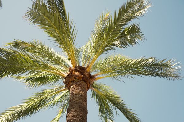 Cost of Palm Tree Removal in Fredericksburg