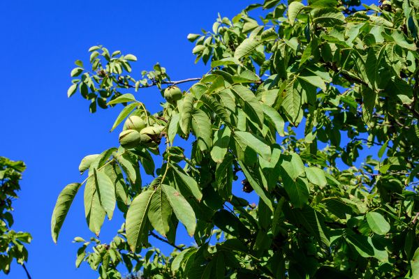 Cost of Walnut Tree Removal in Fredericksburg