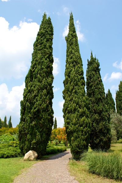 Cost of Cypress Tree Removal in Fredericksburg