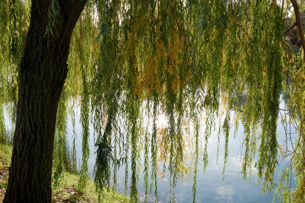 Cost of Willow Tree Removal in Fredericksburg