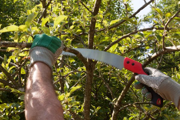 Cost of Elm Tree Removal in Fredericksburg