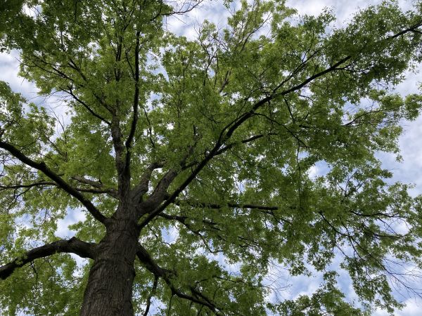 Cost of Oak Tree Removal in Fredericksburg