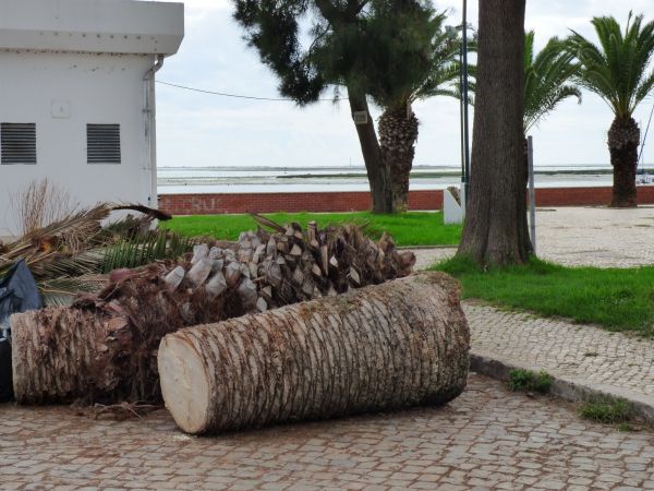 Cost of Palm Trees Removal in Fredericksburg