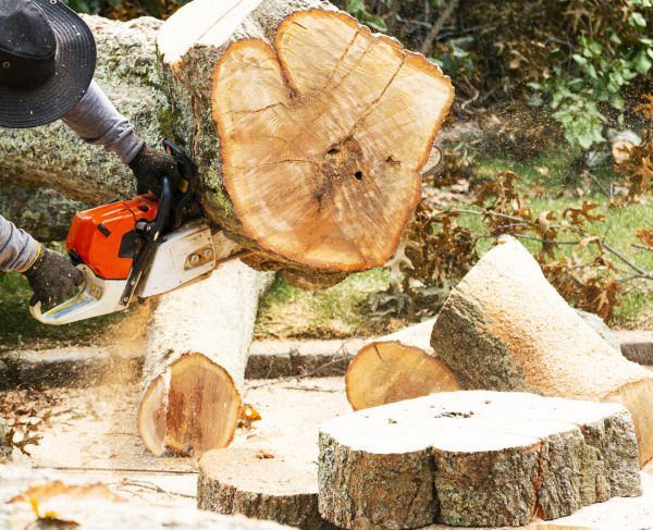 Cost of Tree Removal Service in Fredericksburg