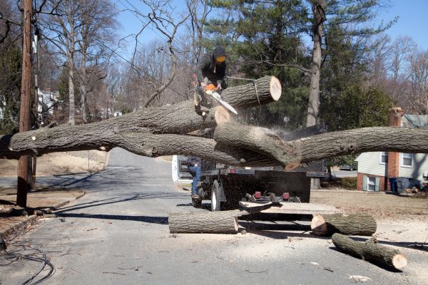 Cost of Residential Tree Removal in Fredericksburg